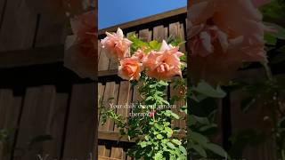 Your daily dose of rose garden therapy🌹 #rose #rosegarden #roses #flowergarden #backyardgarden
