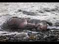 River Otter Romp