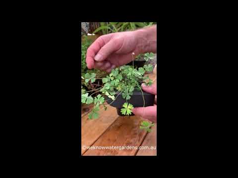 How to grow Hairy Nardoo (Marsilea Drummondii)