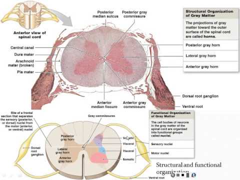 Chapter 12 - Spinal Cord and Spinal Nerves - Part 1