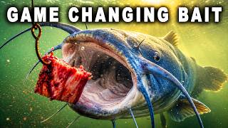 This Catfish Bait Caught MORE FISH!