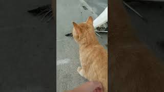 なでなでされたい猫　タマ