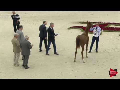 N.24 SHAELA ALBIDAYER - Sharjah International 2019 - Yearling Fillies (Class 1B)