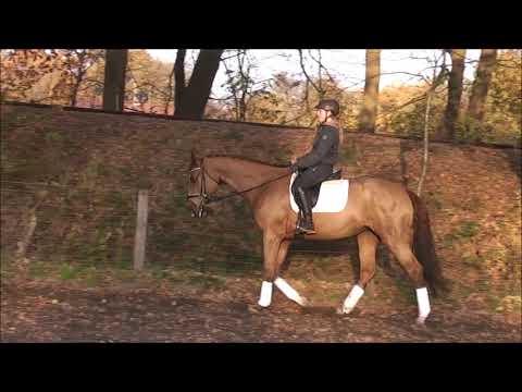 FLIRT 11j. Stute v. Fürst Piccolo - Rex Fritz