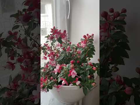 FUCSIA EN SU REFUGIO DE INVIERNO #shorts