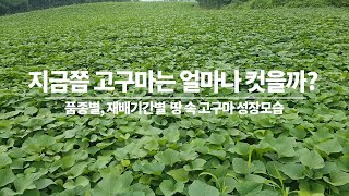 고구마 수확시기 가늠하는 법.  지금 땅속의 내 고구마는 어떤 모습일까? 시기별, 기후별, 생육,환경에 따른…