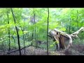 Trees Falling Compilation 1 No Music