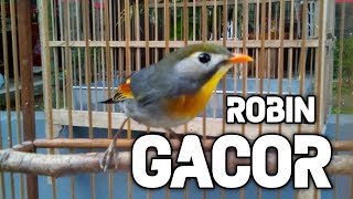 Download lagu Suara pancingan burung robin jantan bikin gacor mp3 Download lagu Suara pancingan burung robin jantan bikin gacor mp3