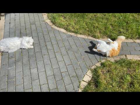 Persian Cat vs Outdoor Cat in Roly Polies
