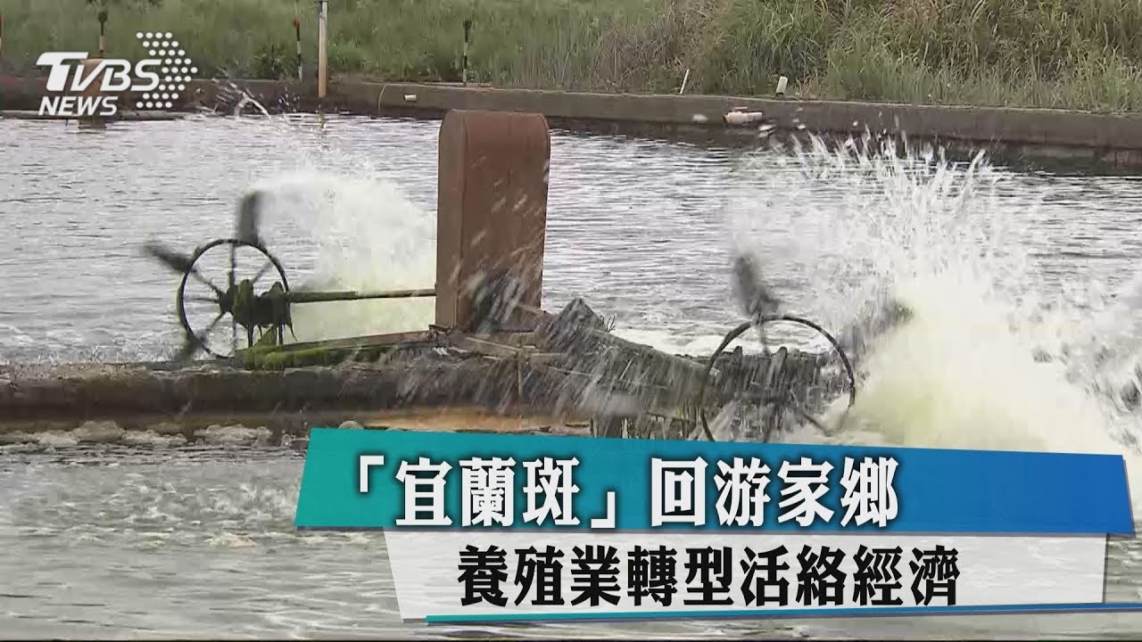 「宜蘭斑」回游家鄉 養殖業轉型活絡經濟