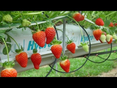 Awesome Hydroponic Strawberries Farming - Modern Agriculture Technology - Strawberries Harvesting
