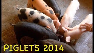 preview picture of video 'Piglets in the Piggery, Bato, Leyte - Philippine daily life'