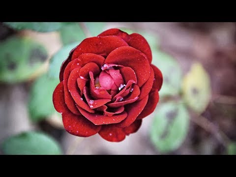 download lagu mp3 mp4 Hoy Desperte Pensando En Ti, download lagu Hoy Desperte Pensando En Ti gratis, unduh video klip Download Hoy Desperte Pensando En Ti Mp3 dan Mp4 Free All Gratis
