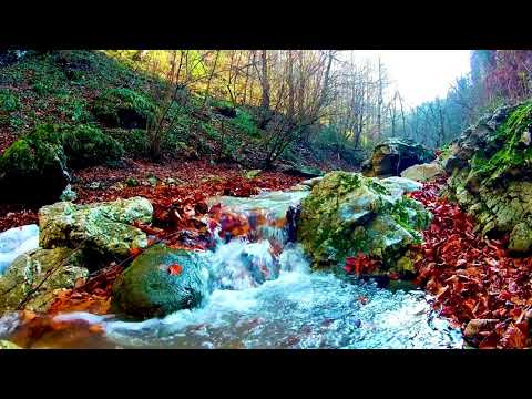 Gentle Water Stream (Autumn). Relaxing Nature Sounds-No Birds. (10 Hours) White Noise for Sleeping