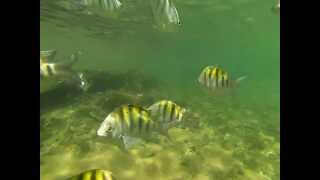 preview picture of video 'Nadando na piscina natural, em Taipu de Fora/BA.'