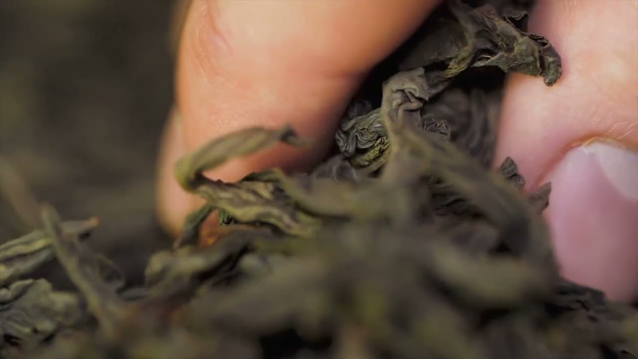 How Tea is Grown: A Step-by-Step Guide to Tea Cultivation and Harvesting