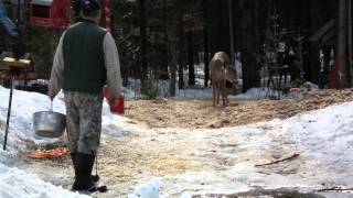 Guy tente d'apprivoiser Fripouille :)