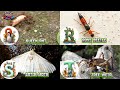 ABC Insect Animals Song Learn Alphabets English And Animals For Kids Alphabets Kids Song