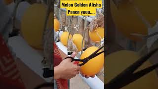 Download lagu Proses Panen Melon Hidroponik varians Golden Alisha mp3