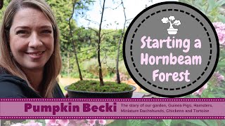 Starting a Hornbeam Bonsai forest - April  2023