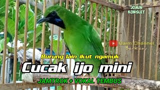 Download lagu Pancingan Cucak ijo mini biar cepat gacor mp3 Download lagu Pancingan Cucak ijo mini biar cepat gacor mp3