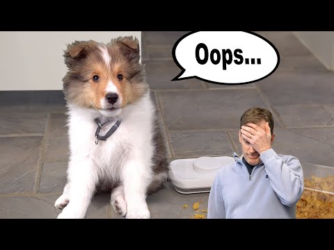"What have you DONE?" 😬🐶💕 a hilarious Biscuit Talky on Cricket "the sheltie" Chronicles e270