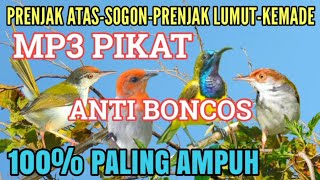 Download lagu ANTI BONCOS‼️Suara Pikat Sogon, Prenjak Atas, Kemade, Prenjak Lumut Burcil Auto Ngumpul mp3