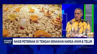Peternak Mengeluh, Harga Pakan Jagung Meroket Saat Harga Ayam Membaik