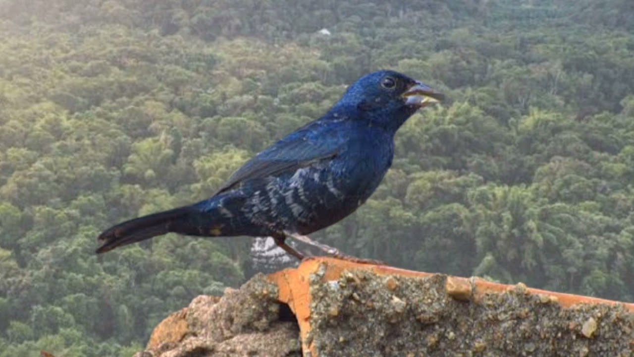 O canto do TIZIU, para esquentar seu tiziu