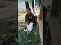 Miss Sheep Chicken Goat Goat Duck Duck Lady Ladybutcher Ladyslaughter Lady Chickenslaughter