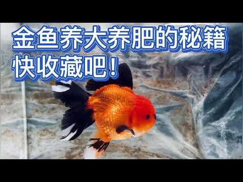 珠鱗可以和什麼魚混養