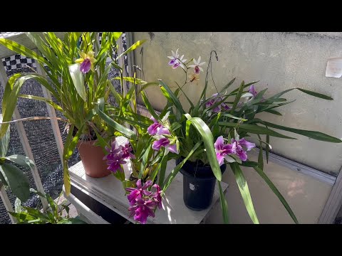 ミルトニア蘭 植物