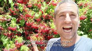 אלמון הודי המטפס עם הריח הכי טוב שיש