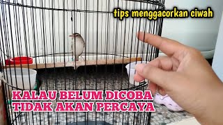 Download lagu IT DOESN'T TAKE LONG, YOUR CIBLEK SAWAH WILL CERTAINLY BE GACOR WITH THIS METHOD‼️ mp3