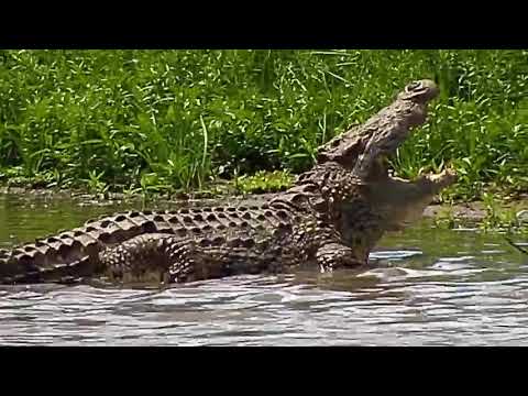 Djuma: Crocodile cooling off with it's mouth open - 12:45 - 03/06/20