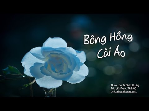 Bông hồng cài áo