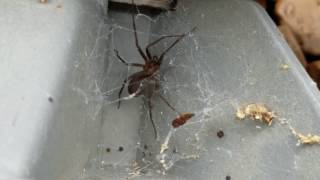 Brown Recluse Professional Pools and Spas