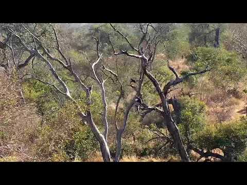 Djuma: Egyptian Geese half fighting in the tree too - 09:26 - 07/21/21
