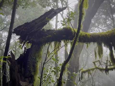 Martyn Heyne - Yugen - video tag II