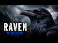 Raven (Corvus corax) – The Most Intelligent Bird Predator