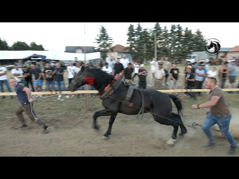 - CIGA OD GRBOVIĆA ŠAMPION SAMACA NA PEŠTERU -