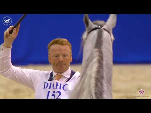 N 152 LARANDO   Dubai Arabian Horse Show 2020   Stallions 7 9 Years Old Class 13