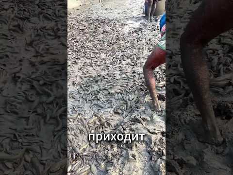 😱 Зачем рыбаки чистят сеть прямо на берегу? А как фермеры ловят тысячи рыб? 🐟🌊🔥