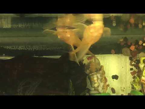 Top down view Albino Royal Farlowella (  sturisoma aureum 'albino' ) spawning