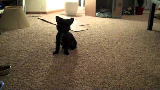 Lola goes crazy at Dave&#39;s House