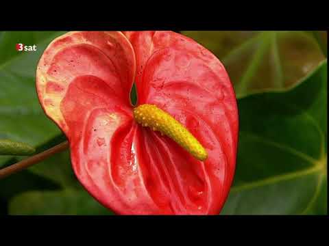 Mauritius: Schatzinsel im Indischen Ozean Doku (2000)