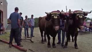 preview picture of video 'Yarmouth Nova Scotia Exhibition - Ox Haul'