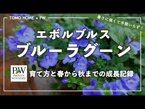 園芸 ブルー ジェネピ、マレ ジェネピ、ブラック ジェネピ、トゥルー ジェネピ