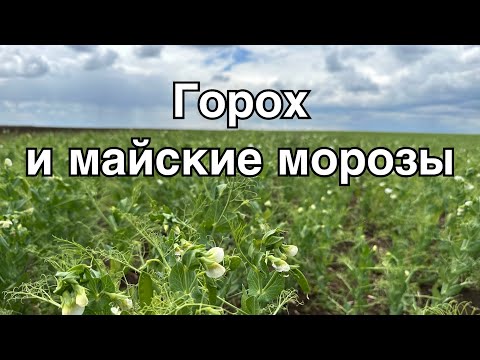 Горох, засуха весной, первый цвет и морозы в мае в Крыму 2024