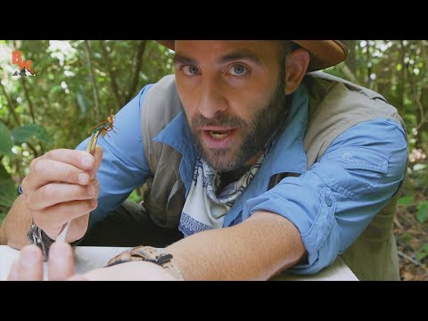 This Guy Loves to Get Stung by the World’s Scariest Animals